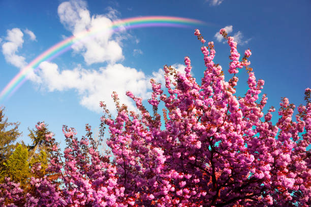 Beautiful flowers of Japanese cherry cherry bloomed in the city garden of Uzhgorod and Mukachevo. Delicate petals shine among the branches and are a symbol of Transcarpathia