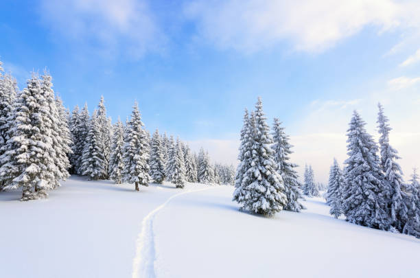 istock On the lawn covered with white snow there is a trampled path that lead to the dense forest in nice winter day. 847226728