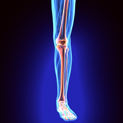 Tibia Animation 3d Illustration Of Tibia Part Of Human Skeleton Stock Photo - Download ...