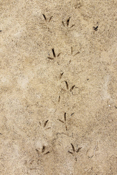 istock Natural background: traces of bird's foot on yellow sand. 847233644