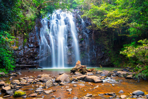 wodospadellinjaa, atherton tablelands, queensland, australia - tropical rainforest waterfall rainforest australia zdjęcia i obrazy z banku zdjęć