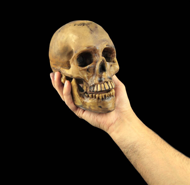 istock Holding human skull in hand. Conceptual image.( Shakespeare's Hamlet scene concept ) 847242032
