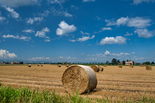Rolled hay bales on the field.