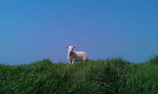 Small lamb standing on the top of a hill, taken in Pembrokeshire, Wales, United Kingdom.