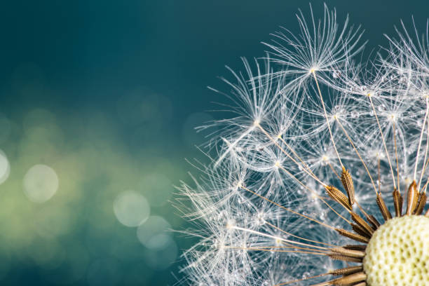 istock Close-up of dandelion seeds on blue natural background 847260310