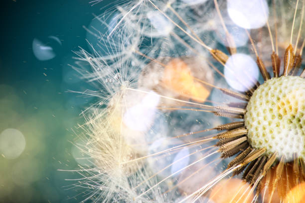 gros plan des graines de pissenlit sur fond naturel bleu - dandelion freedom silhouette wind photos et images de collection