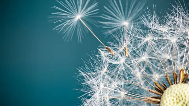Photo of Close-up of dandelion seeds on blue natural background