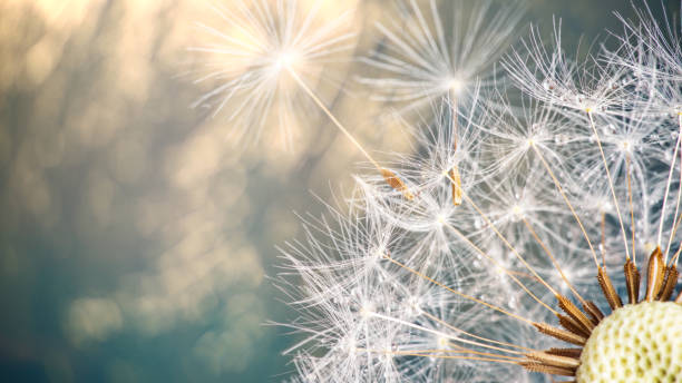 gros plan des graines de pissenlit sur fond naturel bleu - dandelion freedom silhouette wind photos et images de collection