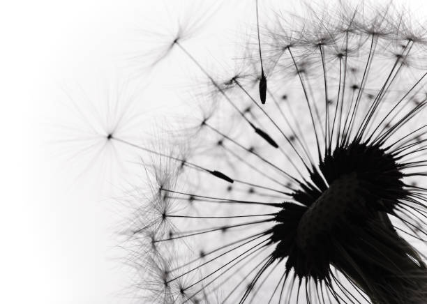 istock Close-up of dandelion seeds on white background 847261414