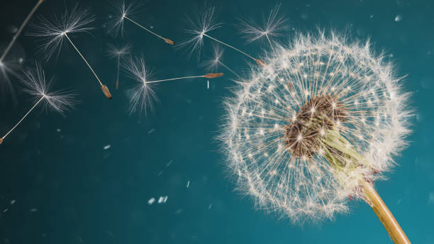 gros plan des graines de pissenlit sur fond naturel bleu - dandelion freedom silhouette wind photos et images de collection