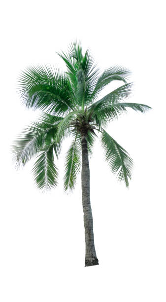 istock Coconut tree isolated on white background used for advertising decorative architecture. Summer and beach concept 847265634
