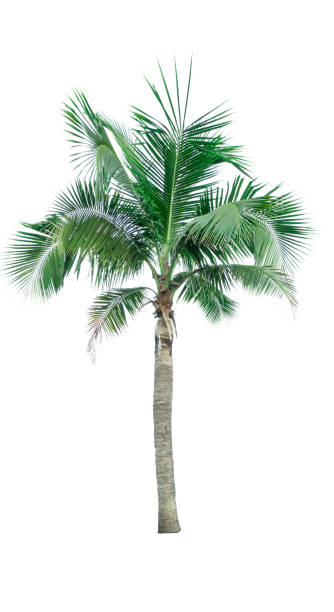 istock Coconut tree isolated on white background used for advertising decorative architecture. Summer and beach concept 847271322