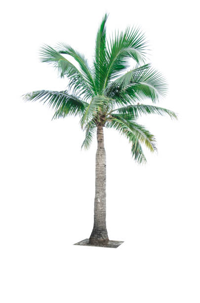 istock Coconut tree isolated on white background used for advertising decorative architecture. Summer and beach concept 847271904