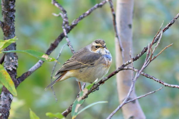 istock Luscinia svecica. Bluethroat sitting on a branch 847272438