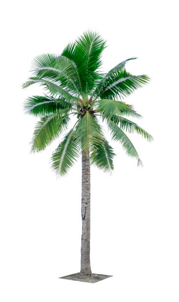 istock Coconut tree isolated on white background used for advertising decorative architecture. Summer and beach concept 847273188