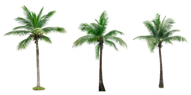 istock Set of coconut tree isolated on white background used for advertising decorative architecture. Summer and beach concept 847276002