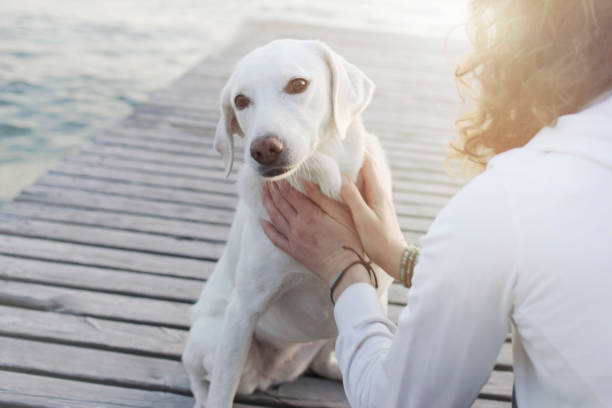 istock woman gently caresses her dog 847276094