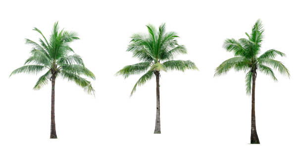 istock Set of coconut tree isolated on white background used for advertising decorative architecture. Summer and beach concept 847276402