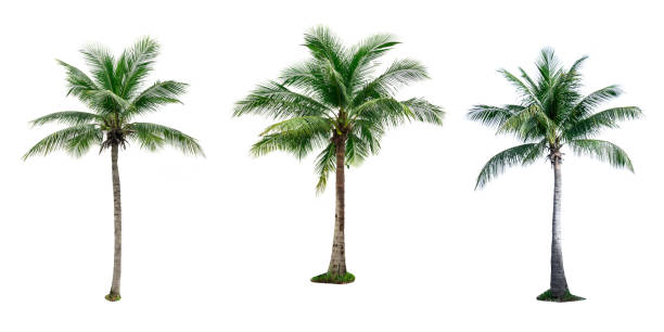 istock Set of coconut tree isolated on white background used for advertising decorative architecture. Summer and beach concept 847276534