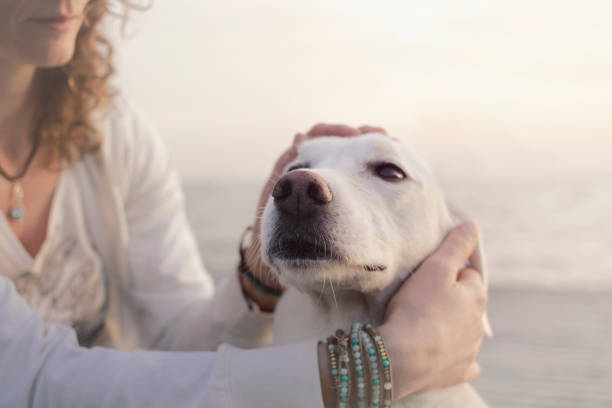istock young woman lovingly caresses her white dog 847276962
