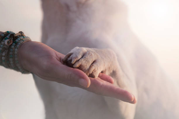 contact between dog paw and human hand, gesture of affection stock photo