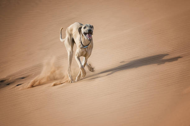 A Sloughi (Arabian greyhound) runs in the desert of Morocco.