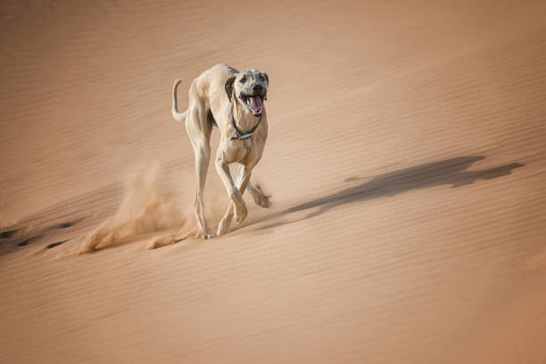A Sloughi (Arabian greyhound) runs in the desert of Morocco. stock photo