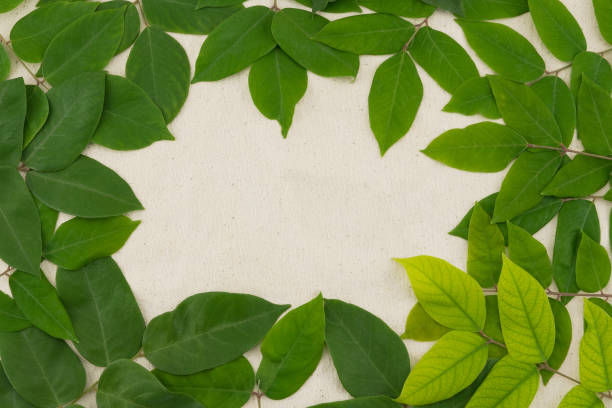 istock Green leaves background with copy space in the center 847281936