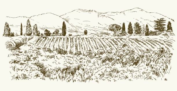 Wide view of vineyard. Wide view of vineyard. Vineyard landscape panorama. Hand drawn illustration. farm drawings stock illustrations