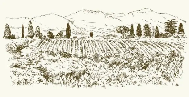 Vector illustration of Wide view of vineyard.