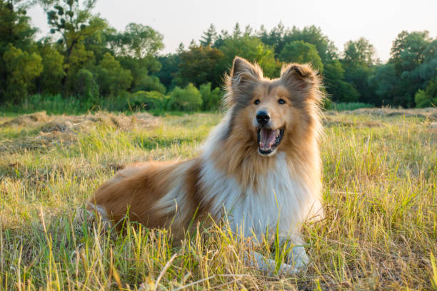 istock Collie dog looking on green field at sunlight 847292246