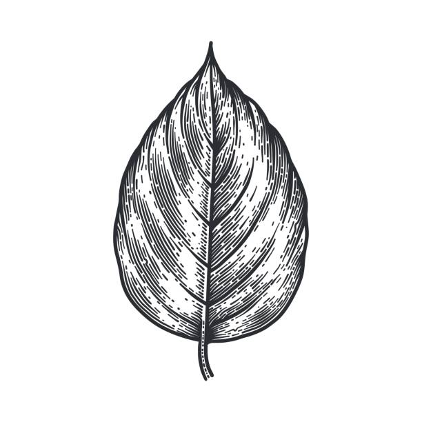 ilustrações de stock, clip art, desenhos animados e ícones de engraving poplar leaf isolated on white background. - poplar tree illustrations