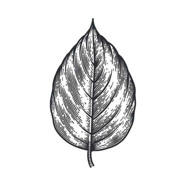 Engraving Poplar Leaf isolated on white background. Detailed vector illustration of hand drawn autumn leaf. Vintage retro fall seasonal decor. monoprint stock illustrations