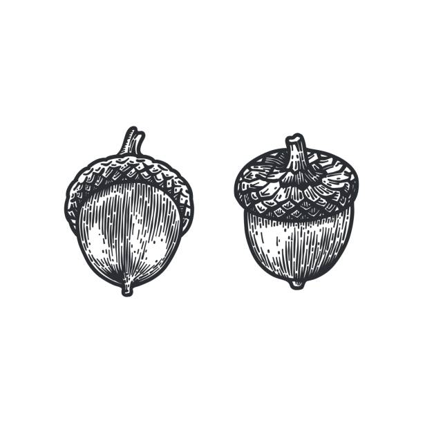ilustrações de stock, clip art, desenhos animados e ícones de engraving oak acorn isolated on white background. - bolota ilustrações