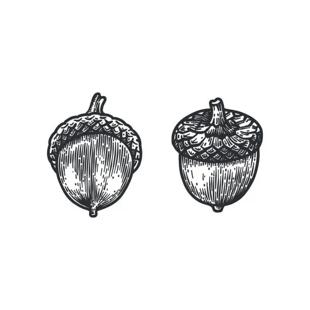 Vector illustration of Engraving Oak Acorn isolated on white background.