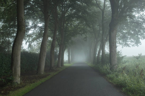 istock Country road in the mist with trees along both sides. 847296872