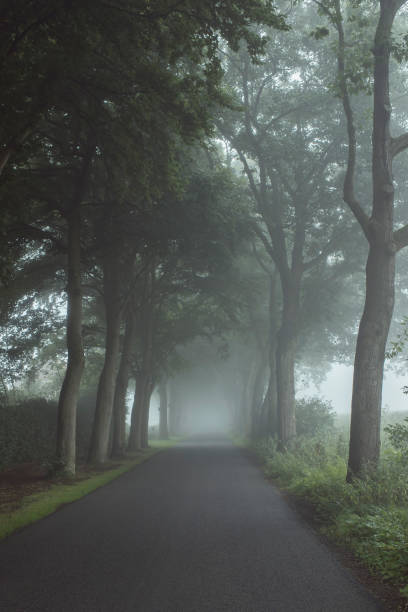 istock Country road in the mist with trees along both sides. 847297024
