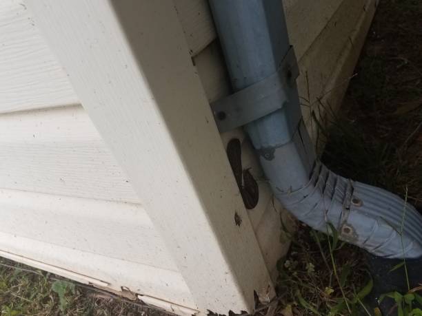 istock two large slugs near a gutter downspout 847298804