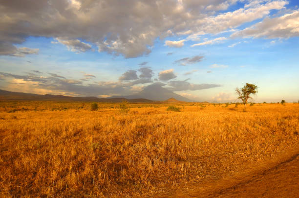 istock Landscape cloudscape tree field bush land savanna open wild horizon 847299618