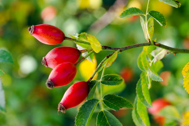 Photo of shrubs of rosehip in the wild on a sunny autumn day Photo of shrubs of rosehip in the wild on a sunny autumn day rose hip stock pictures, royalty-free photos & images