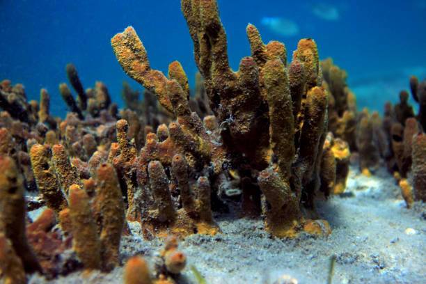 istock Yellow sponge underwater shot 847300726