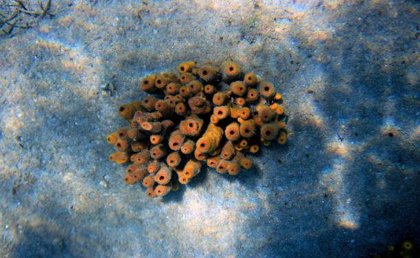istock Yellow sponge underwater shot 847300742