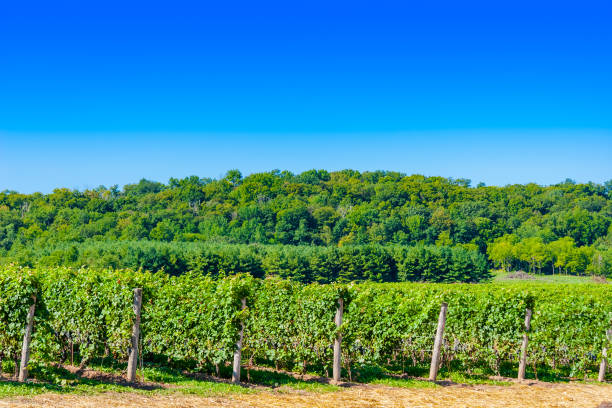 istock View of Vineyard Rows in Front of Forest 847301712