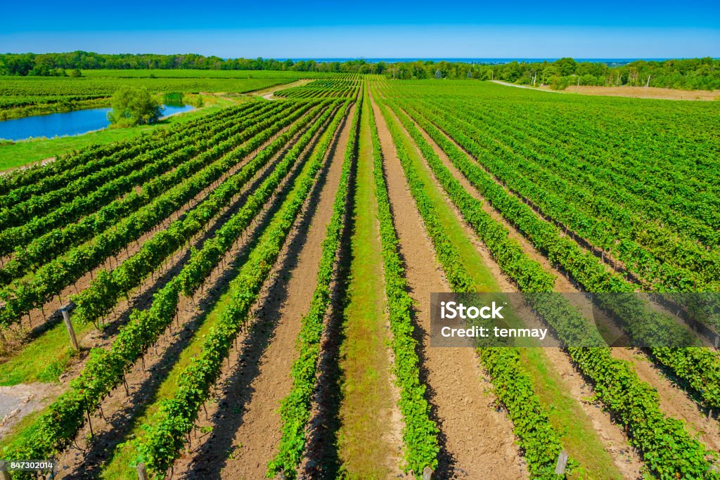 Overhead View of Vineyard with Lake Ontario in Background Overhead (high-angle) view of a vineyard with green leaves and trees on a bright sunny day with a clear blue sky. Lake Ontario and Toronto are visible in the background. Farm Stock Photo