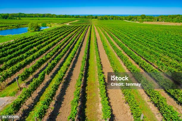Overhead View Of Vineyard With Lake Ontario In Background Stock Photo - Download Image Now