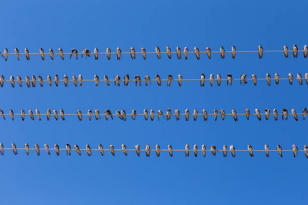 Flock swallow sitting on wires against blue sky