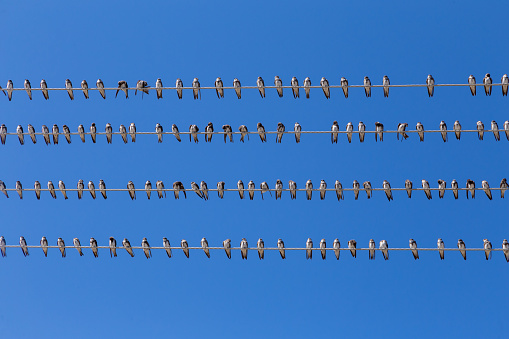 Flock swallow sitting on wires against blue sky