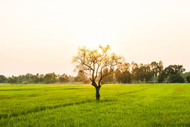 istock Golden sun and green rice field 847315714