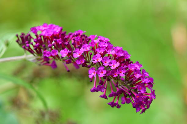 istock Buddleja / Butterfly Bush / Summer Lilac 847315926