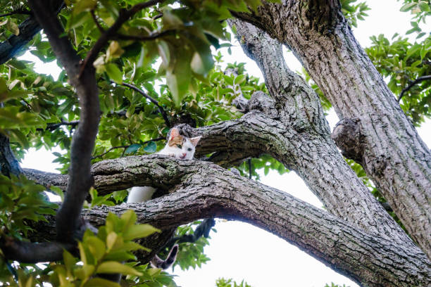 chats errants grimper un arbre enrichi - chat dar photos et images de collection